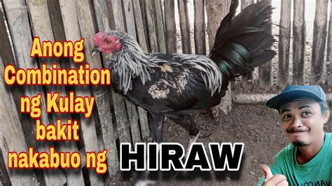 hiraw na manok
